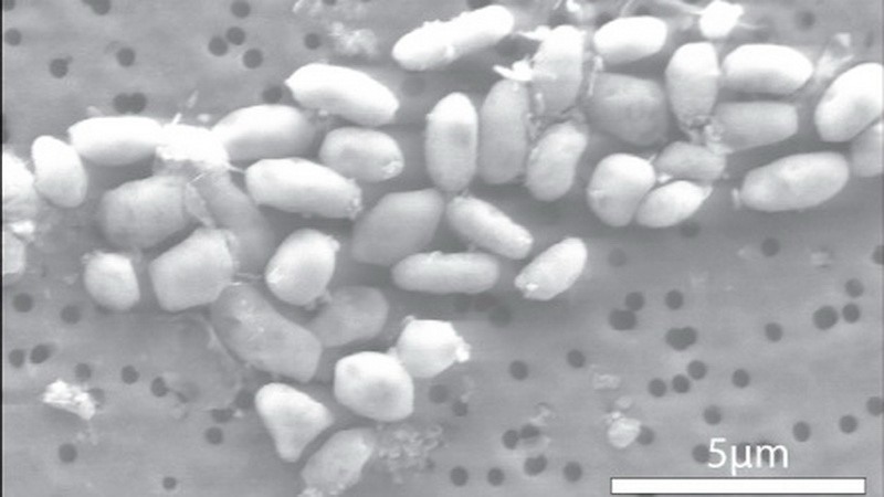 GFAJ-1 mikroorganizmus
